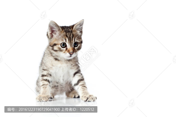 大眼小貓
