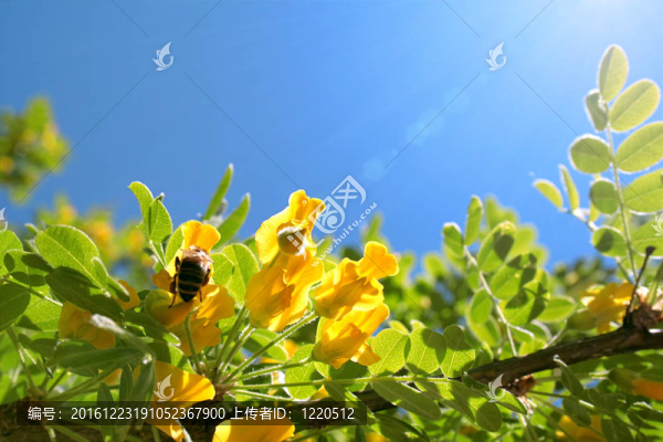 夏日的相思草