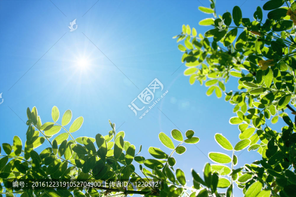 夏日的相思草