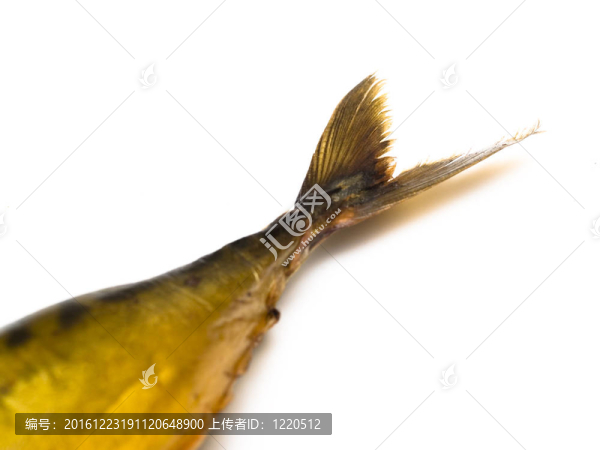尾煙熏鯖魚