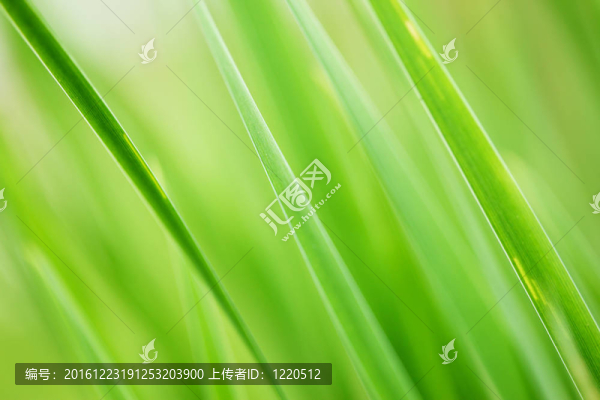 草綠色的背景