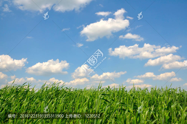 草地對(duì)著天空