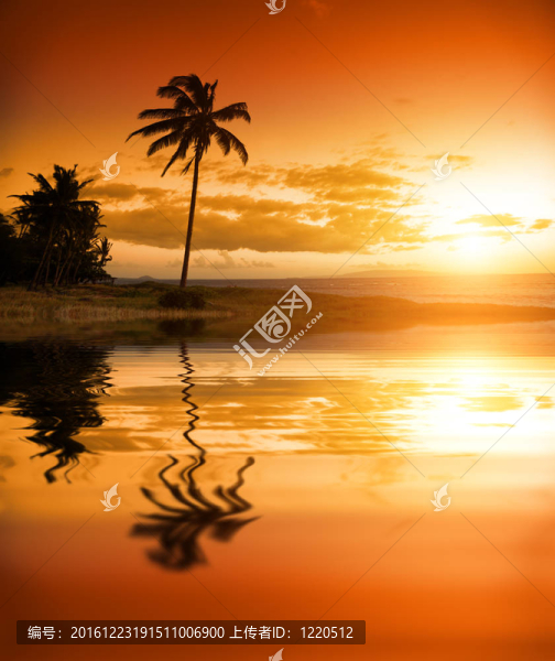 海洋棕櫚樹