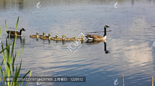 嬰兒鵝父母