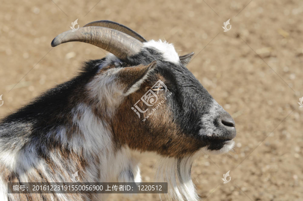 山羊