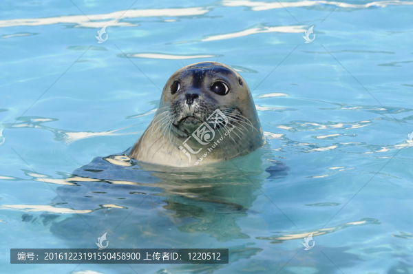 港灣海豹