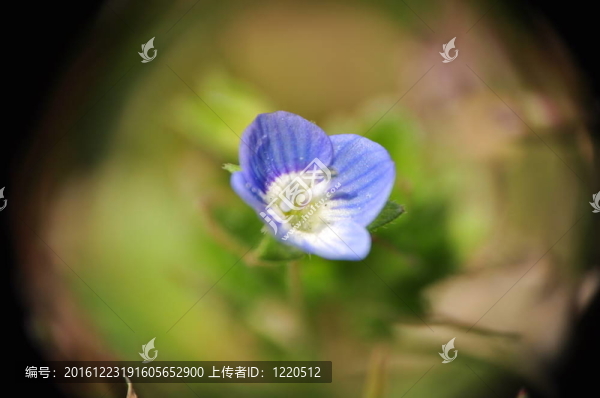 藍(lán)色