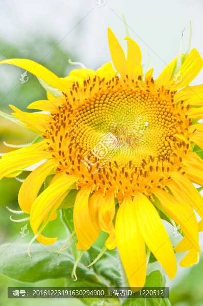 花園里的向日葵花