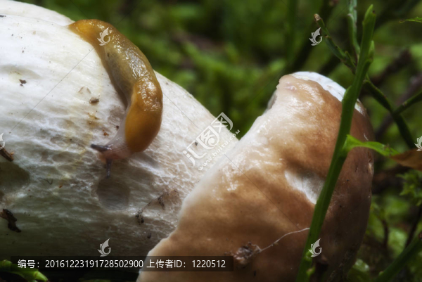 蝸牛移動(dòng)在牛肝菌蘑菇