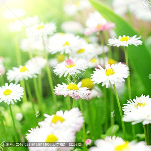 雛菊