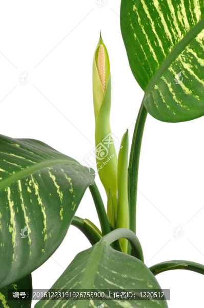 花葉萬年青的花