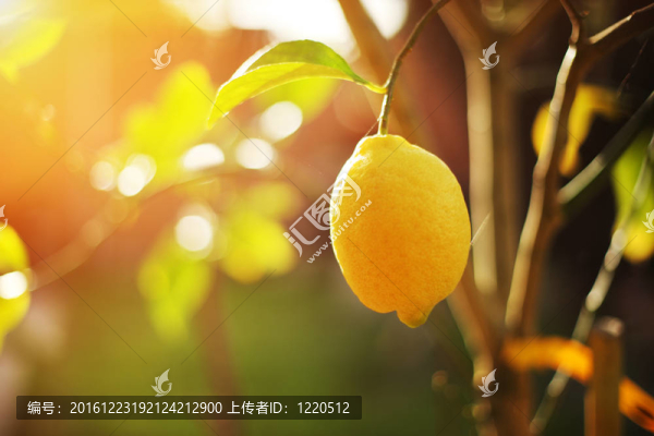 檸檬樹