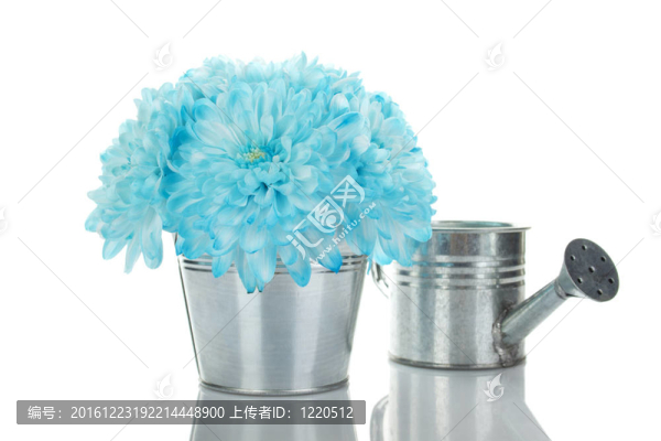 在一個(gè)桶里的藍(lán)色的菊花