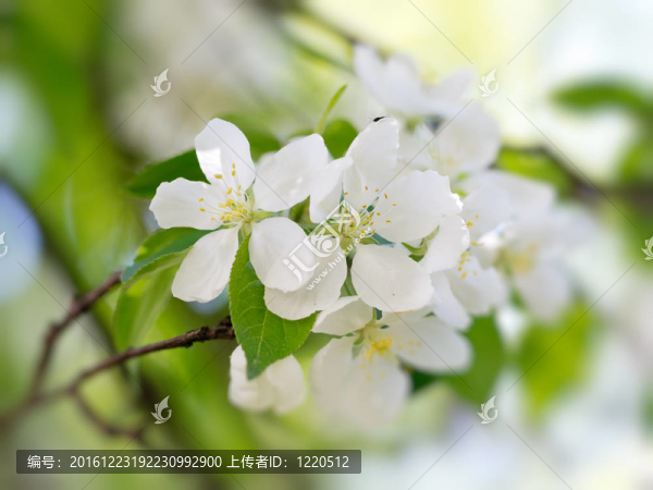 白色的花朵盛開(kāi)
