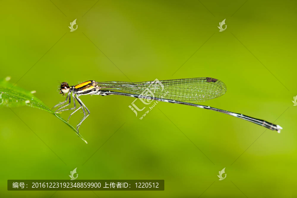 蜻蜓戶外