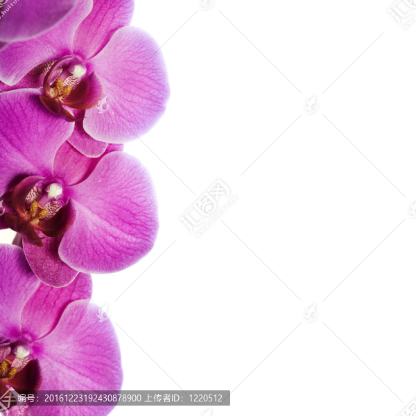 蘭花