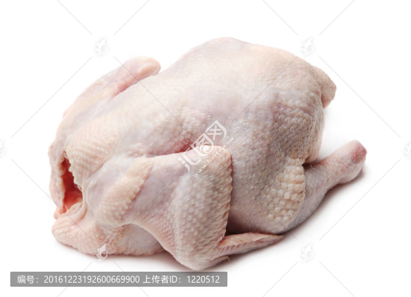 生雞肉中分離