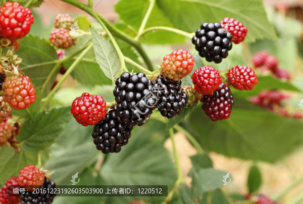黑莓系列