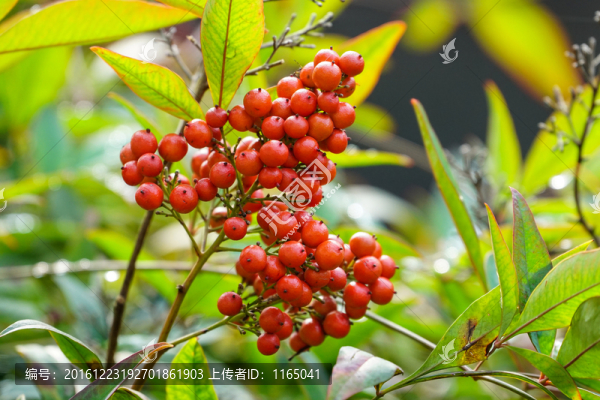 野果