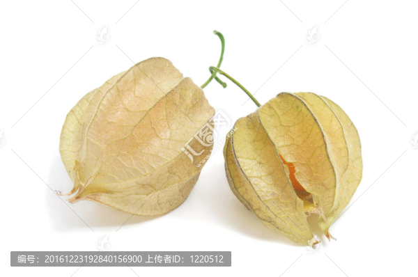 地面櫻桃
