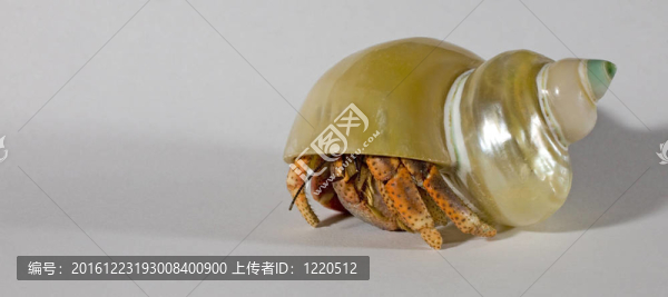 爬行的殼
