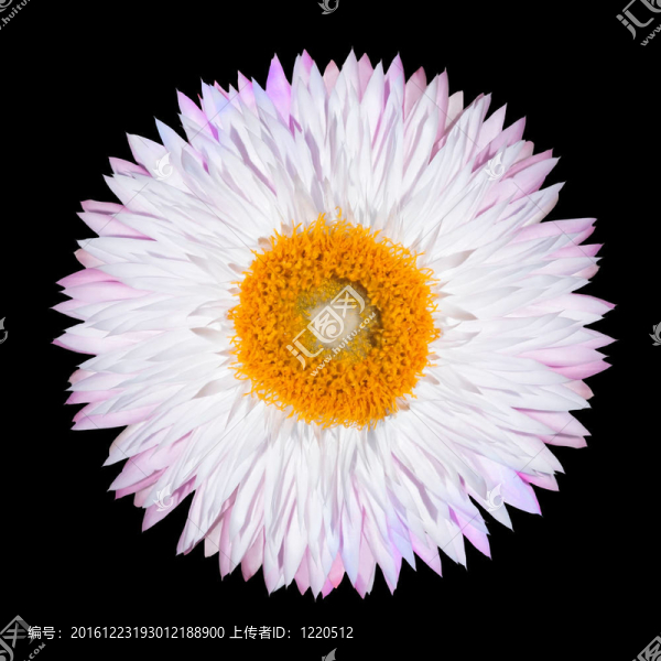 粉紅色白色蠟菊花朵白色隔離
