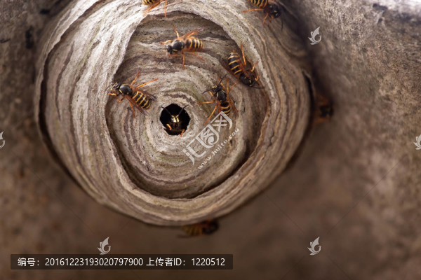 黃蜂巢