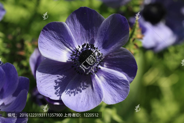 在充滿陽光的紫色銀蓮花
