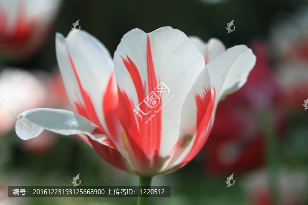 近距離的紅郁金香和白郁金香