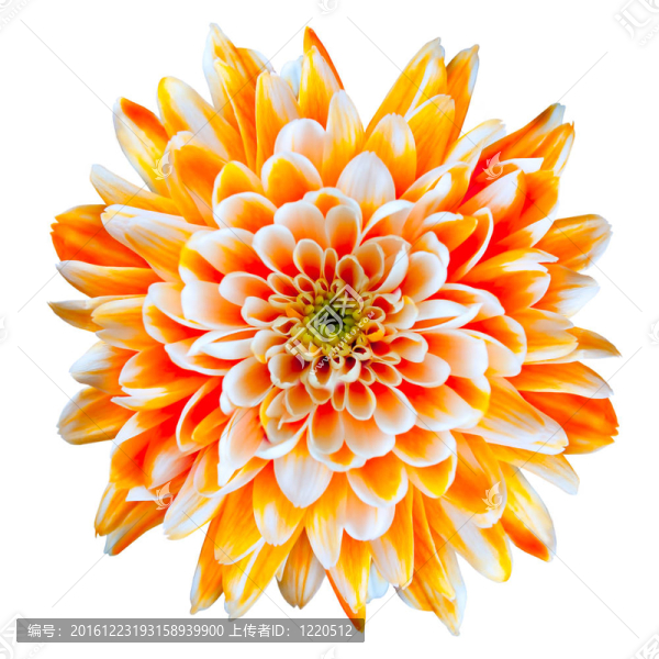 橙白色菊花