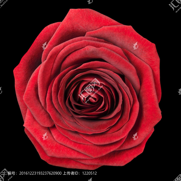 紅玫瑰flowerhead孤立在黑