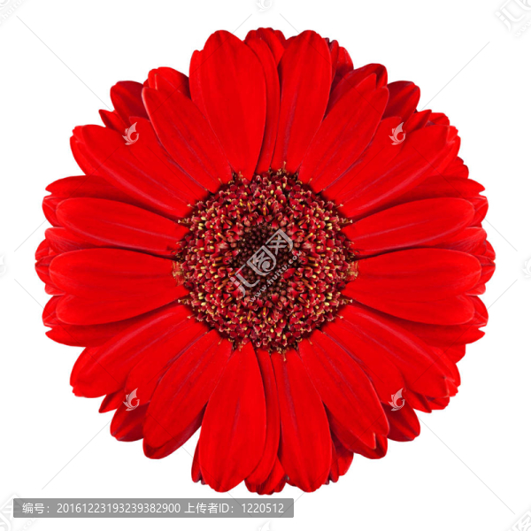 完美的紅太陽花白色隔離