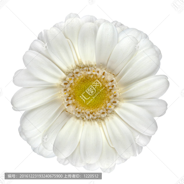 潔白的鮮花白色隔離