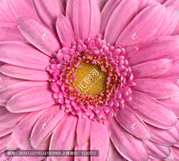 美麗的Pink,Gerbera,Flower。flowerhead特寫