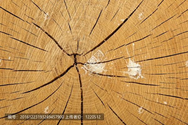 截樹樁鳥亂飛濺