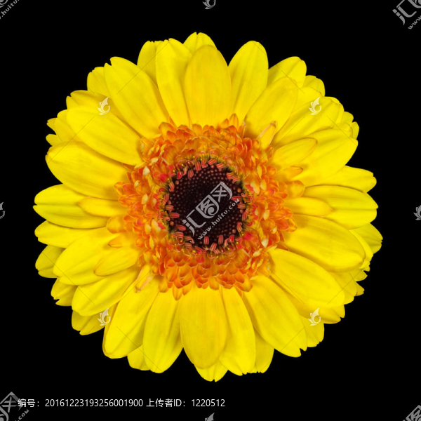 美麗的黃色太陽(yáng)花孤立在黑