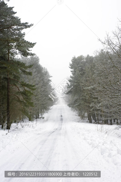 雪路穿過樹