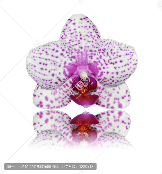 反射孤立White,Pink,Orchid