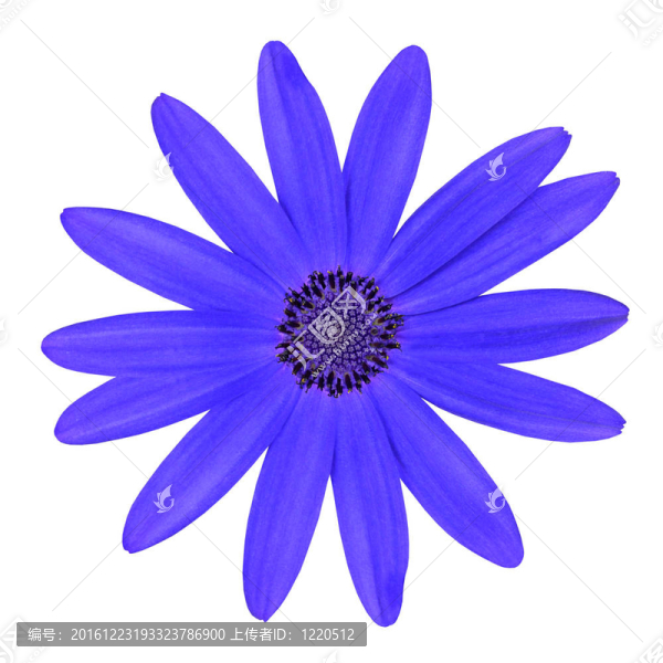 藍(lán)osteosperumum雛菊花白色隔離