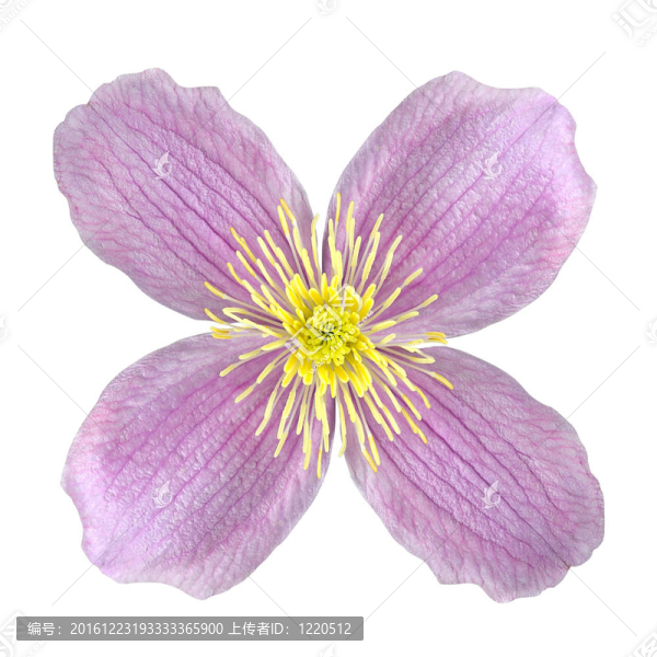 鐵線蓮的粉色花朵白色隔離