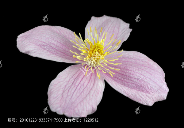 大特寫在鐵線蓮粉紅花分離