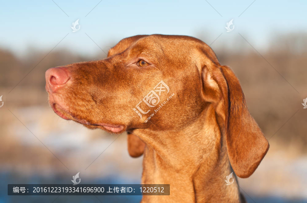 匈牙利維茲拉犬狗靠近