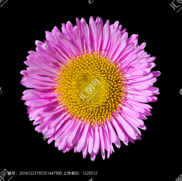 紫色英語雛菊花頭黑色隔離