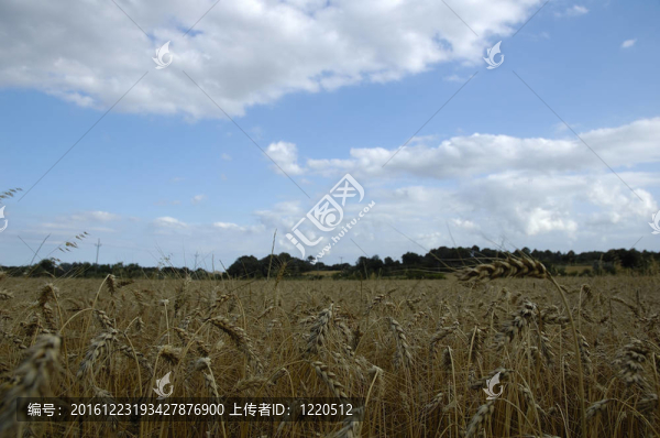 尖峰場