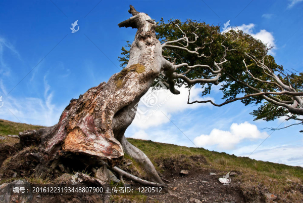 赤裸的樹(shù)根在一棵古老的樹(shù)上與藍(lán)天對(duì)抗