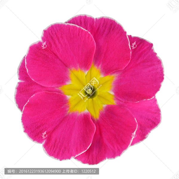 粉紅色和黃色的報(bào)春花分離