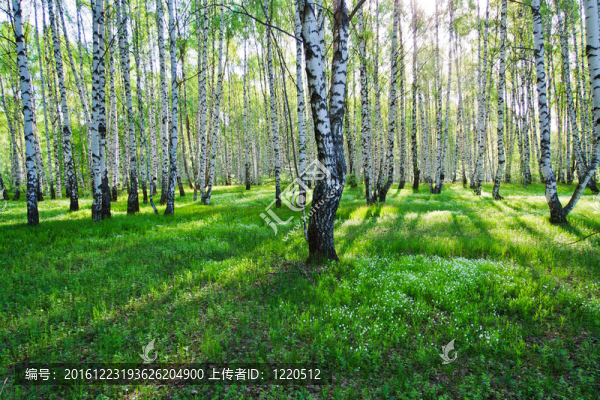 夏天的樺樹(shù)