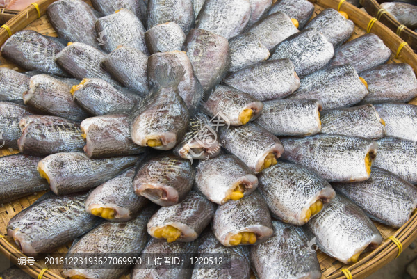 干Gourami,fish