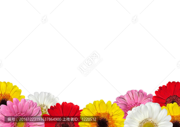 五顏六色的非洲菊離體