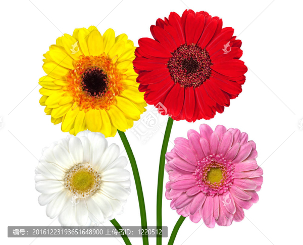 四彩色Gerber,Flowers孤立White